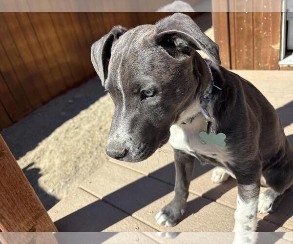 Medium Photo #4 Mutt Puppy For Sale in Incline Village, NV, USA