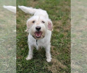 Petit Basset Griffon Vendeen-Unknown Mix Dogs for adoption in Oakhurst, NJ, USA