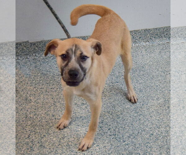 Medium Photo #2 Black Mouth Cur-Unknown Mix Puppy For Sale in Huntley, IL, USA