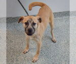 Small #1 Black Mouth Cur Mix