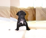 Small Photo #2 Cane Corso Puppy For Sale in SAHUARITA, AZ, USA