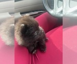 Small #2 Pomeranian