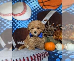 Maltipoo Puppy for sale in OXFORD, PA, USA