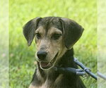 LUNA - Female Beagle Dog for Adoption - Small photo