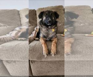 Australian Shepherd-Unknown Mix Dogs for adoption in Belleuve, NE, USA