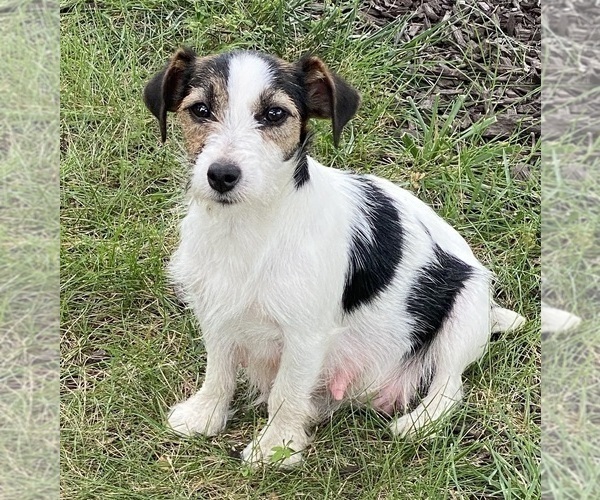 Medium Photo #1 Jack Russell Terrier Puppy For Sale in FREEMAN, MO, USA