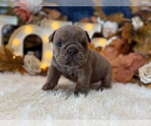 English Bulldog Puppy for sale in OOLOGAH, OK, USA