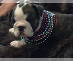 Small Photo #33 English Bulldog Puppy For Sale in STUART, FL, USA