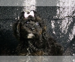 Poodle (Standard) Puppy for sale in WARSAW, IN, USA