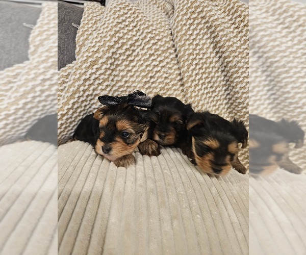 Medium Photo #2 Yorkshire Terrier Puppy For Sale in SALEM, OR, USA