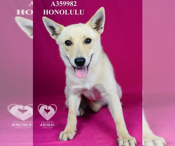 Medium Photo #2 German Shepherd Dog Puppy For Sale in Stockton, CA, USA