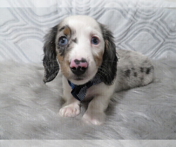View Ad: Dachshund Puppy for Sale near Kentucky, HAWESVILLE, USA. ADN