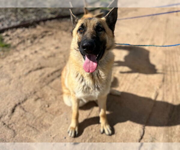 Medium Photo #1 German Shepherd Dog Puppy For Sale in HESPERIA, CA, USA