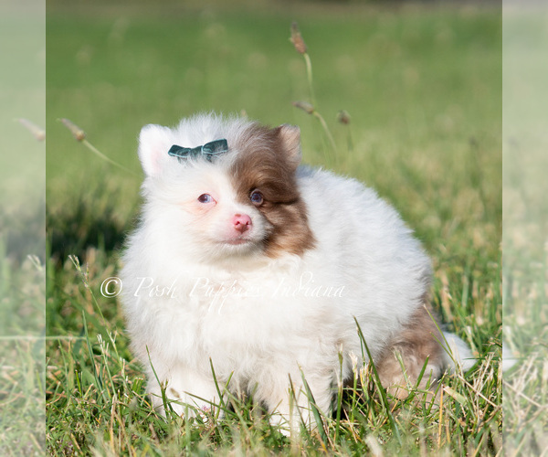 Medium Photo #7 Pomeranian Puppy For Sale in WARSAW, IN, USA