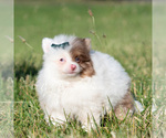 Puppy 2 Pomeranian