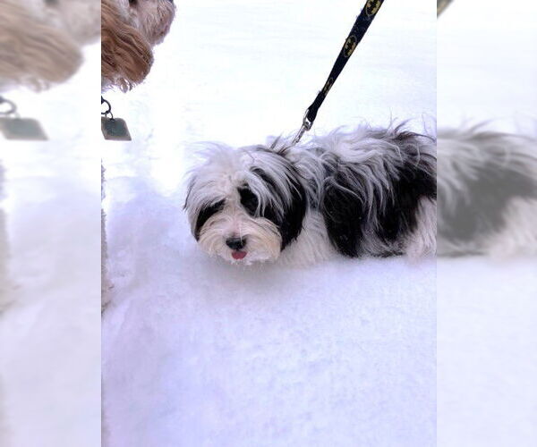 Medium Photo #4 Havanese Puppy For Sale in St. Louis Park, MN, USA