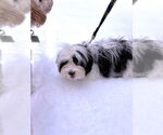 Small #3 Havanese