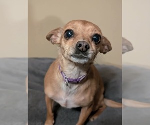 Chihuahua-Unknown Mix Dogs for adoption in Germantown, OH, USA