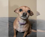Small Chihuahua Mix