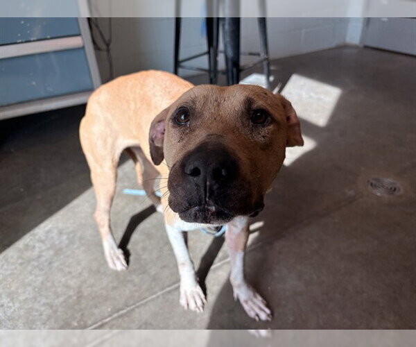 Medium Photo #1 Black Mouth Cur-Unknown Mix Puppy For Sale in Tavares, FL, USA