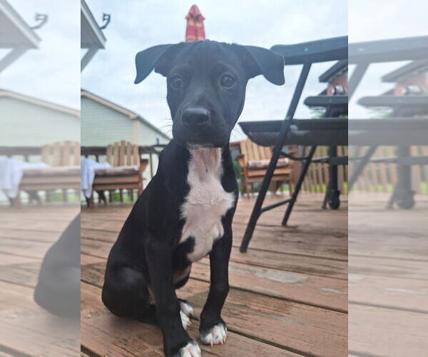 Medium Photo #5 Labbe Puppy For Sale in Brewster, NY, USA