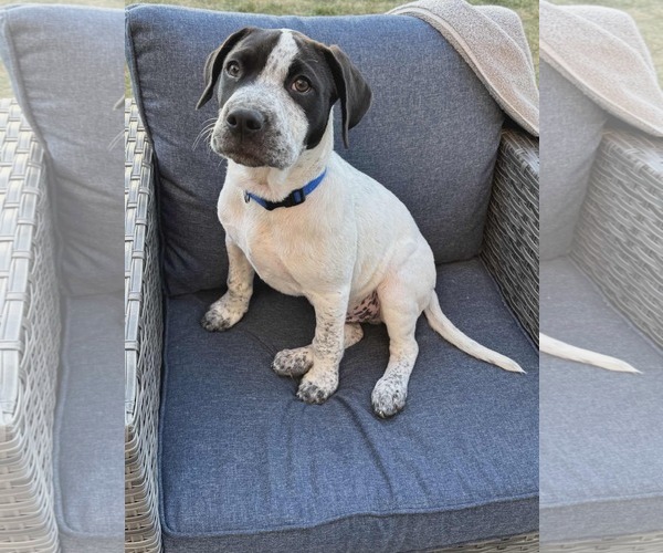 Medium Photo #1 Mutt Puppy For Sale in Waterloo, IA, USA