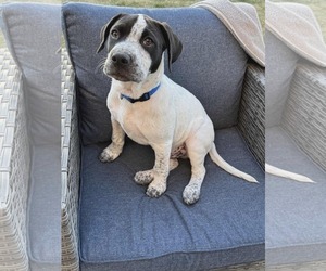 Mutt Dogs for adoption in Waterloo, IA, USA