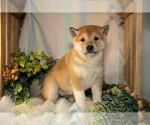 Medium Shiba Inu