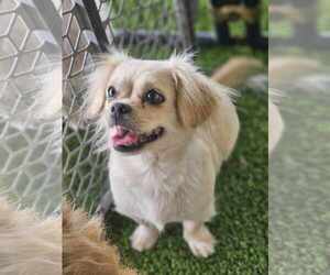 Pekingese-Unknown Mix Dogs for adoption in Princeton, MN, USA