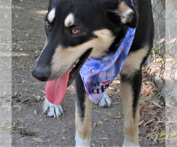 Medium Photo #3 Siberian Husky-Unknown Mix Puppy For Sale in Godley, TX, USA