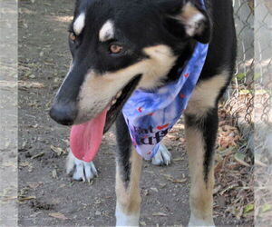 Gracey - Female Siberian Husky-Unknown Mix Dog for Adoption - Photo #3