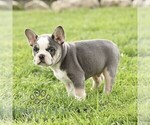 Small French Bulldog