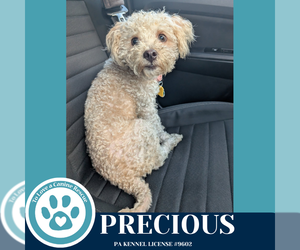 Poodle (Miniature)-Unknown Mix Dogs for adoption in Kimberton, PA, USA