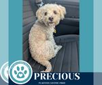 Small Poodle (Miniature) Mix
