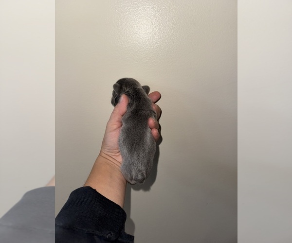 Medium Photo #25 French Bulldog Puppy For Sale in HILTON, NY, USA