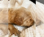 Small Photo #17 Goldendoodle Puppy For Sale in WOODLAND, AL, USA