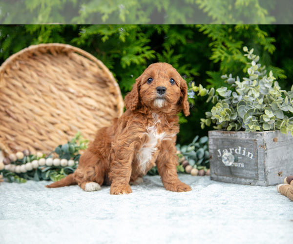 Medium Photo #29 Cavapoo Puppy For Sale in KIRKWOOD, PA, USA