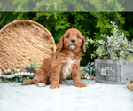 Small Photo #29 Cavapoo Puppy For Sale in KIRKWOOD, PA, USA