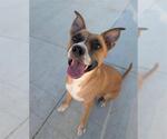 Small #1 Boxer Mix