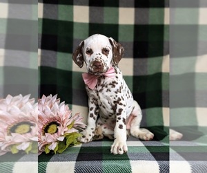 Dalmatian Puppy for sale in QUARRYVILLE, PA, USA
