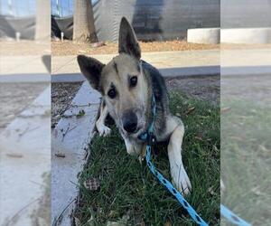 German Shepherd Dog Dogs for adoption in Rancho Cucamonga, CA, USA