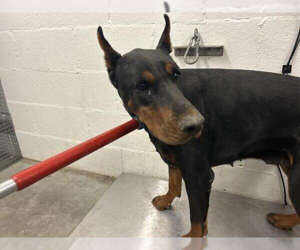 Medium Photo #1 Doberman Pinscher Puppy For Sale in Corona, CA, USA