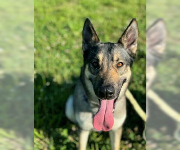 Medium Photo #6 German Shepherd Dog Puppy For Sale in Kansas City, MO, USA