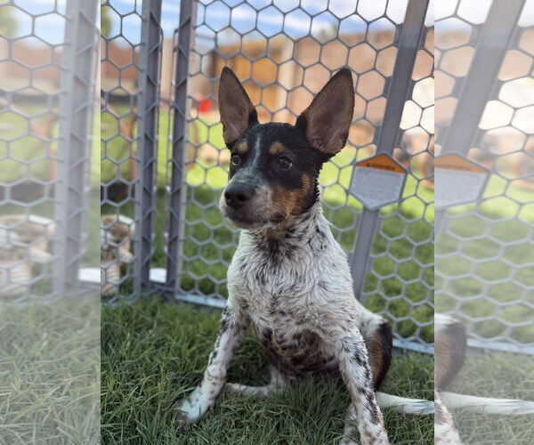 Medium Photo #3 Mutt Puppy For Sale in Queen Creek, AZ, USA