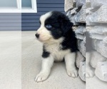 Small Photo #6 Australian Shepherd Puppy For Sale in LODA, IL, USA