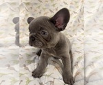 Small #1 French Bulldog