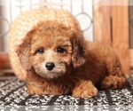 Small #3 Poodle (Toy)