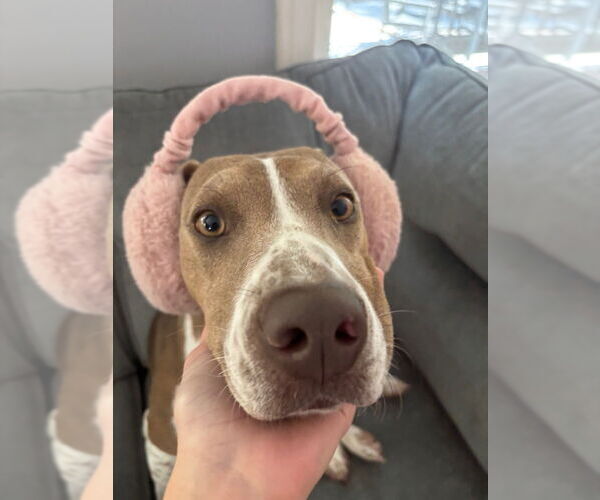 Medium Photo #2 Mutt Puppy For Sale in Elmsford, NY, USA