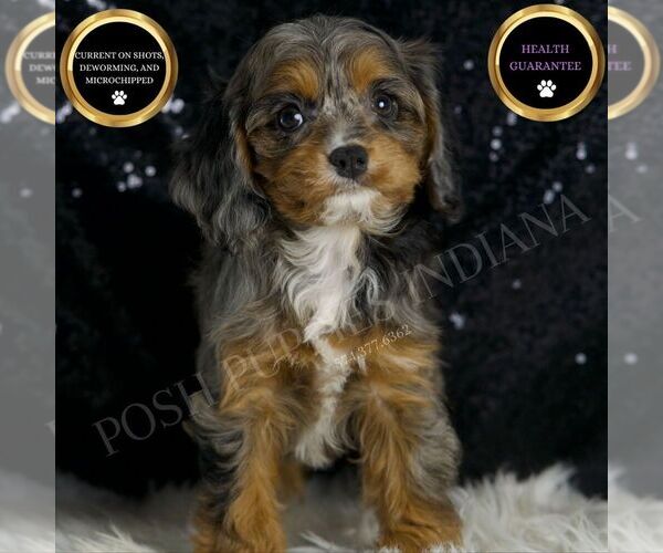 Medium Photo #1 Cavapoo Puppy For Sale in WARSAW, IN, USA