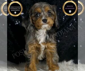 Cavapoo Puppy for sale in WARSAW, IN, USA